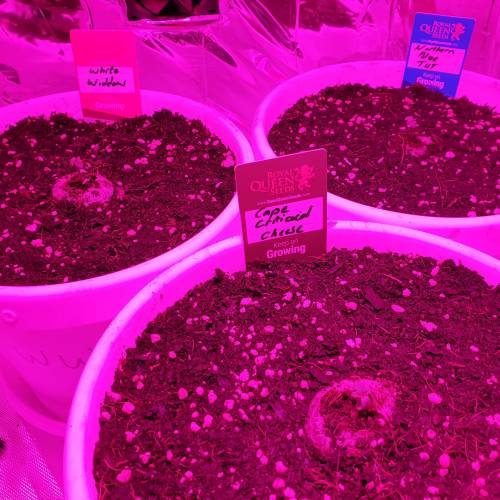 Cartboard Auto Grow. Week 1