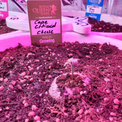 Cartboard Auto Grow. Week 1