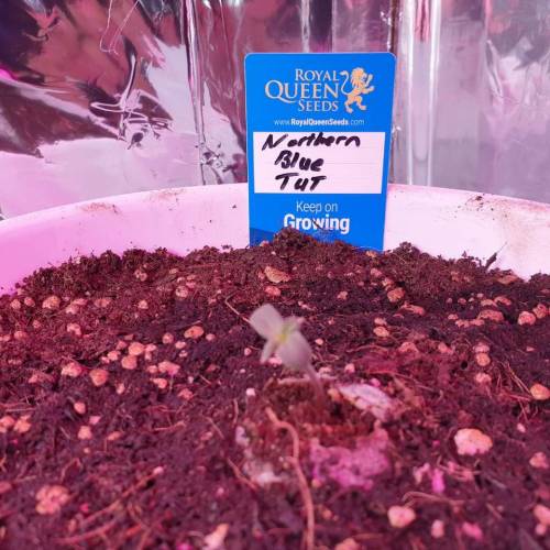 Cartboard Auto Grow. Week 1