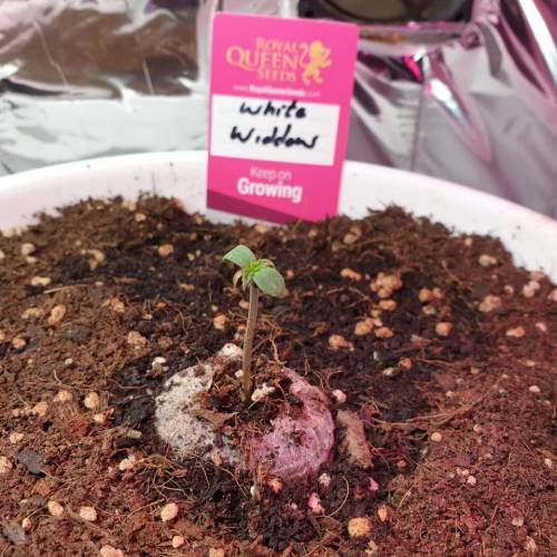 Cartboard Auto Grow. Week 1