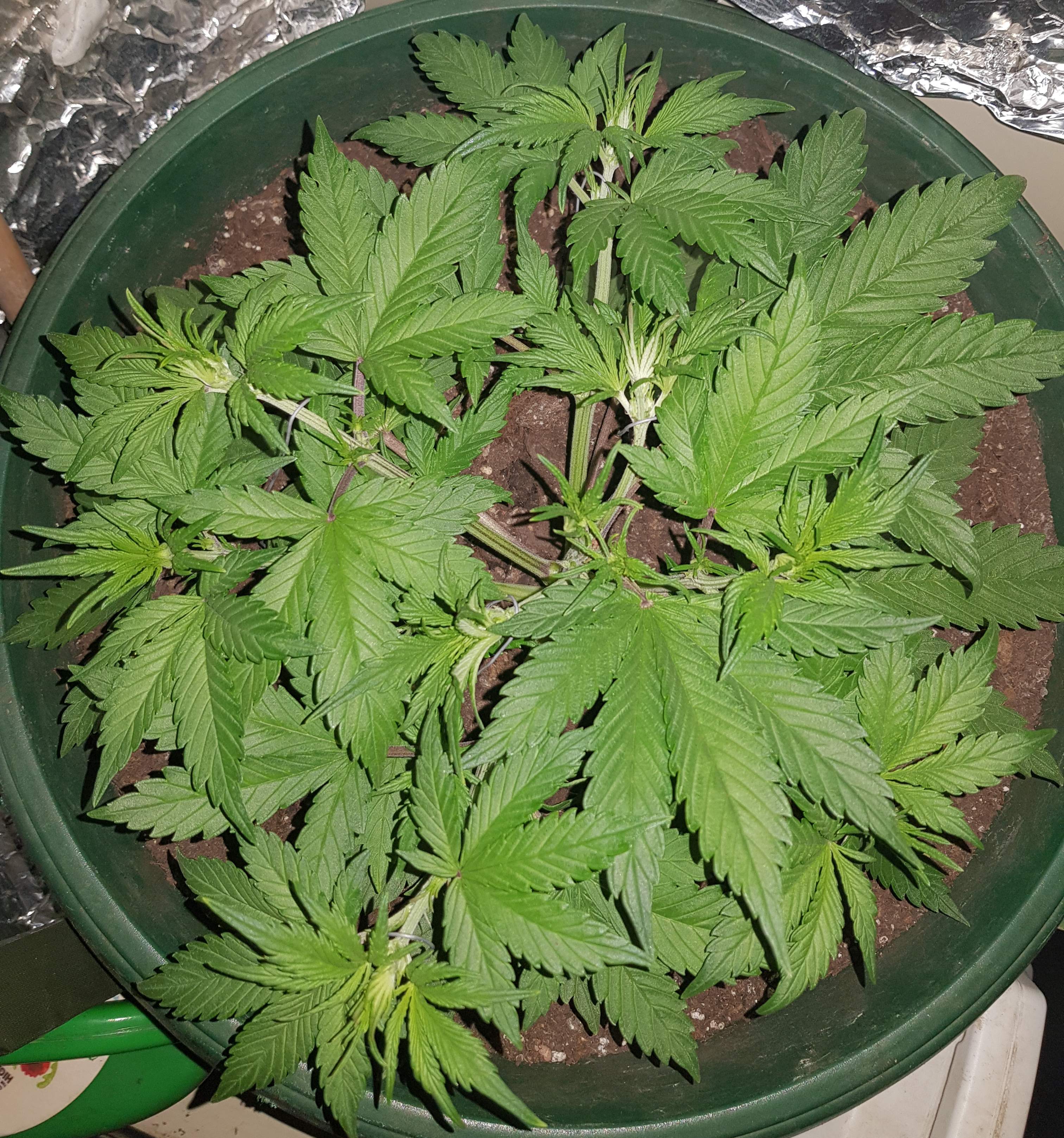 Sweet Seeds Black Cream Auto® grow diary (journal) week4 by Wopsy GrowDiaries