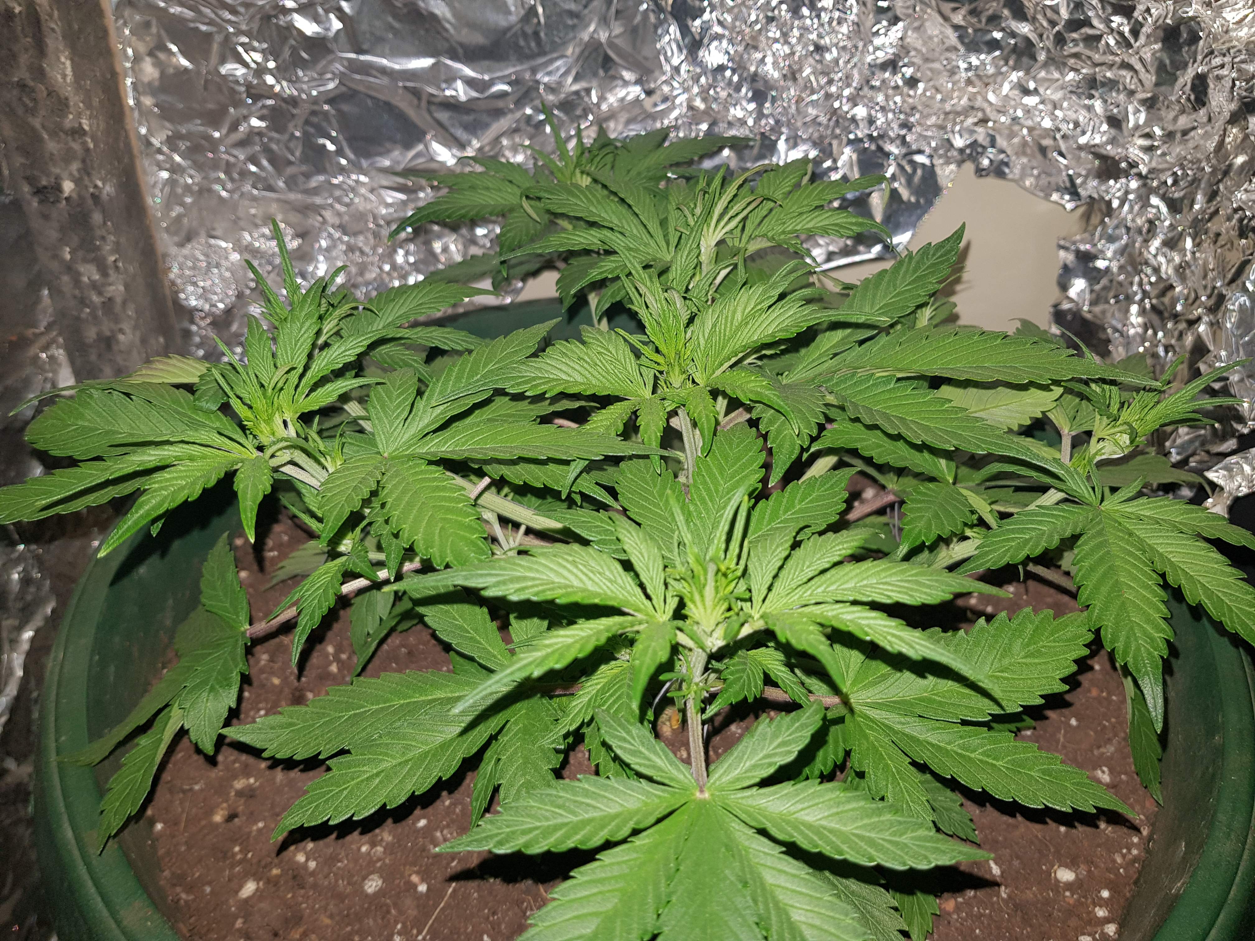 Sweet Seeds Black Cream Auto® grow diary (journal) week4 by Wopsy GrowDiaries