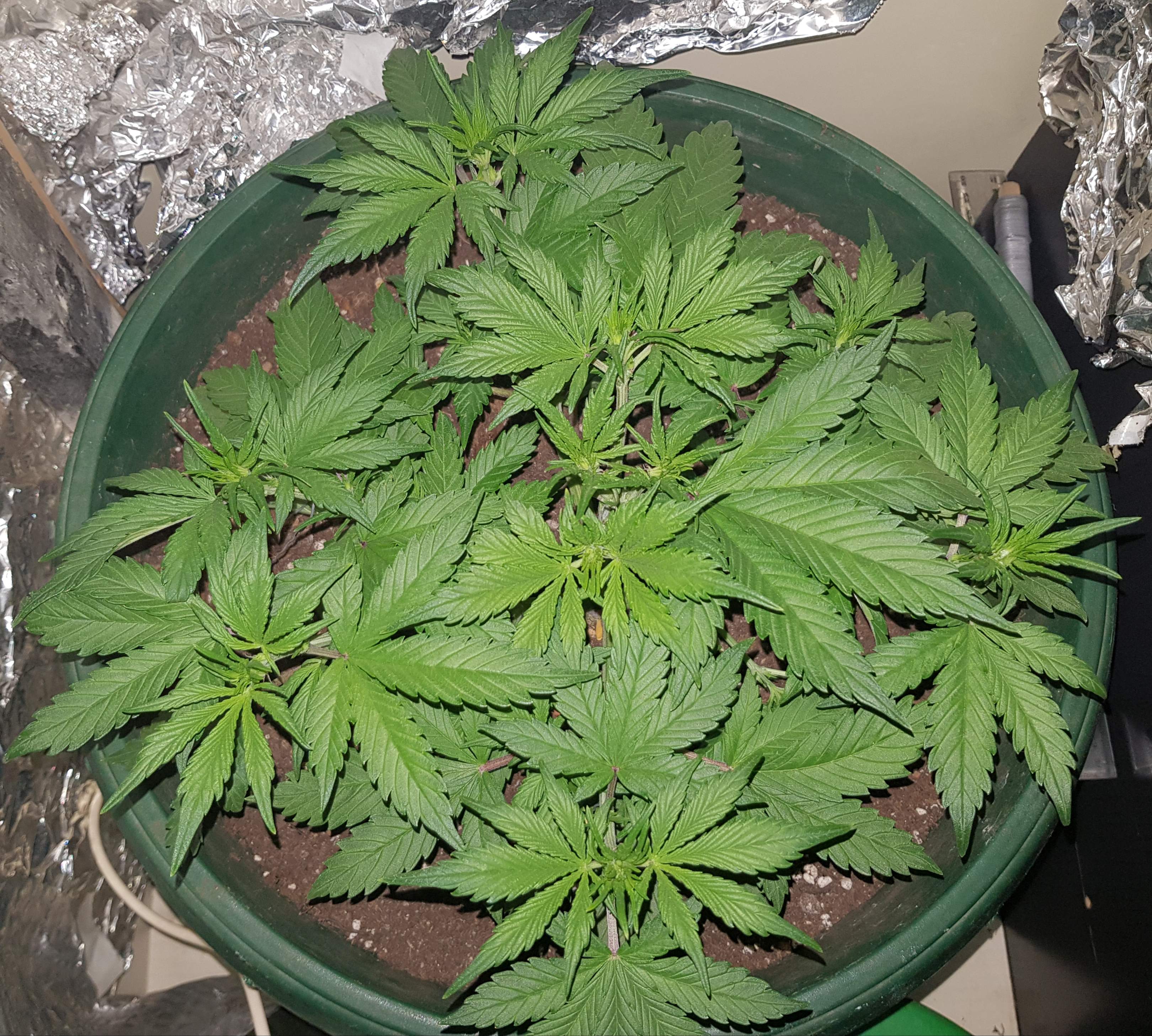 Sweet Seeds Black Cream Auto® grow diary (journal) week4 by Wopsy