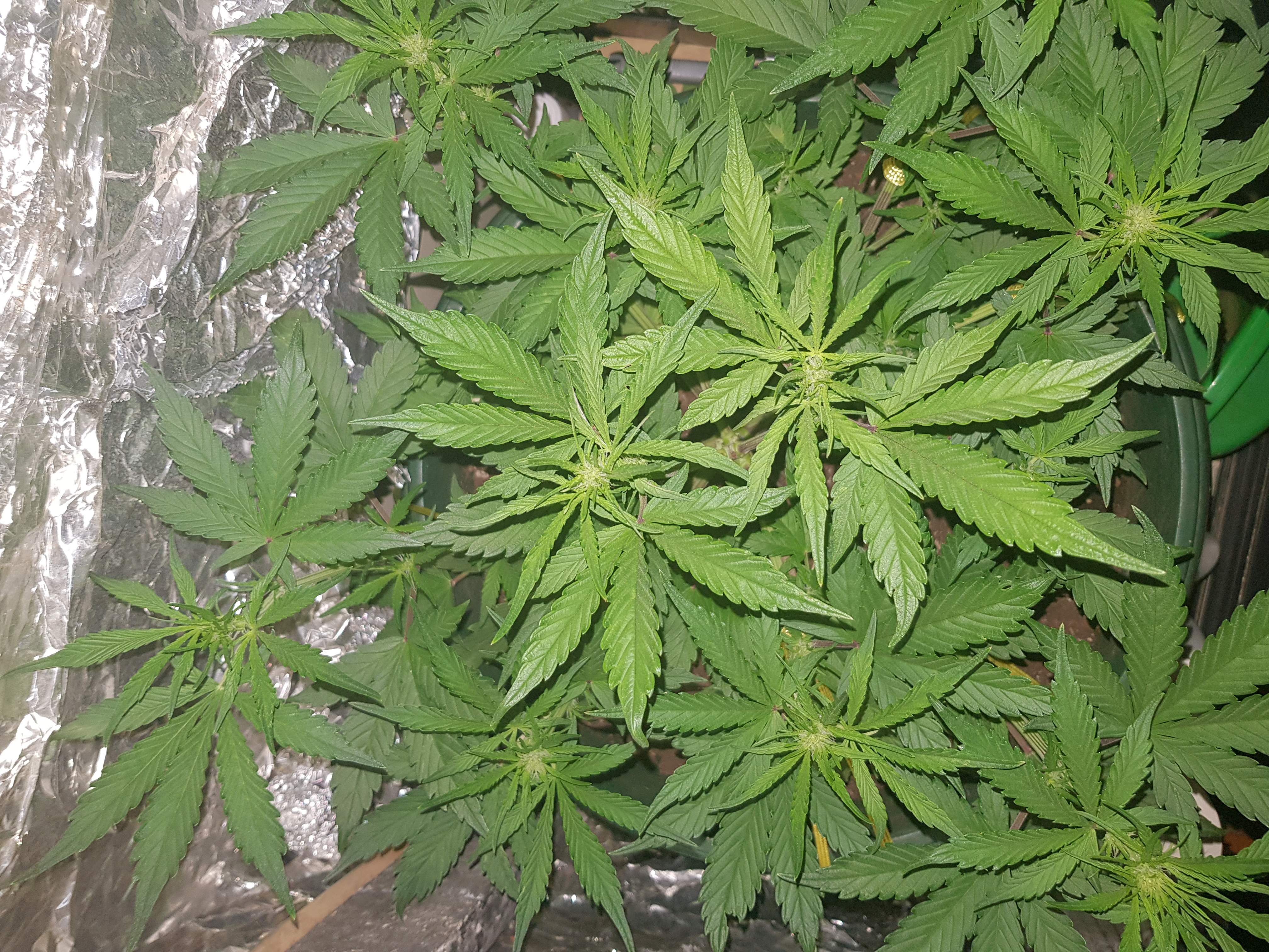 Sweet Seeds Black Cream Auto® grow diary (journal) week4 by Wopsy