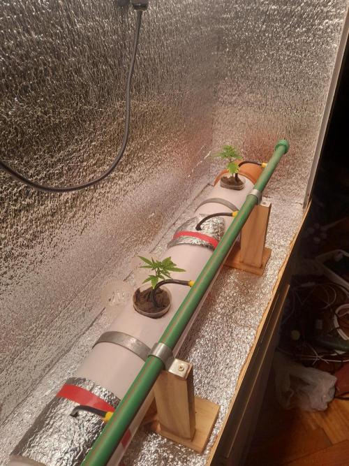 Batekú micro grow. Week 1 - Día 01