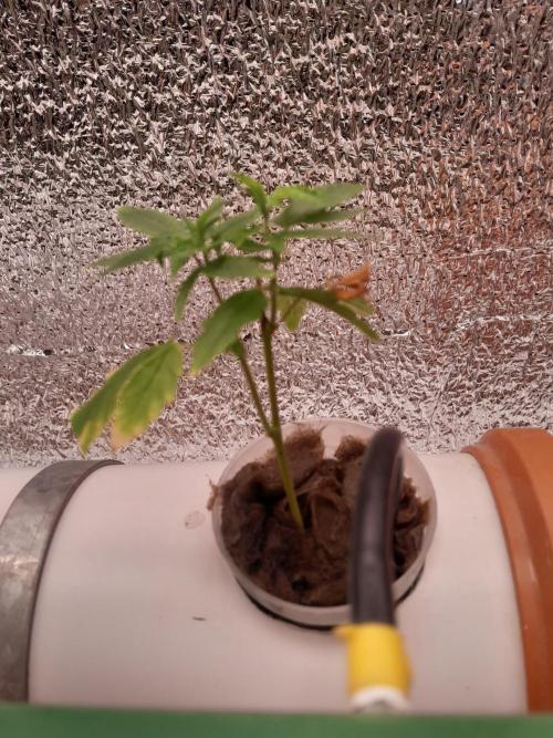 Batekú micro grow. Week 1 - Día 01