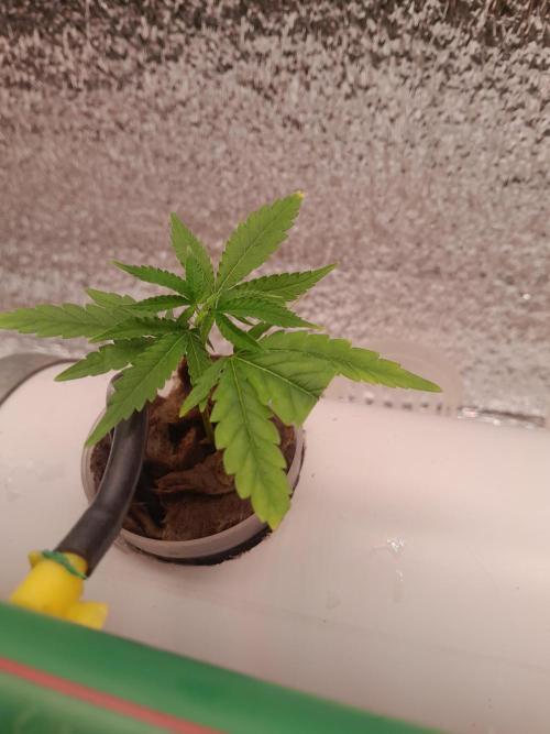 Batekú micro grow. Week 1 - Día 01