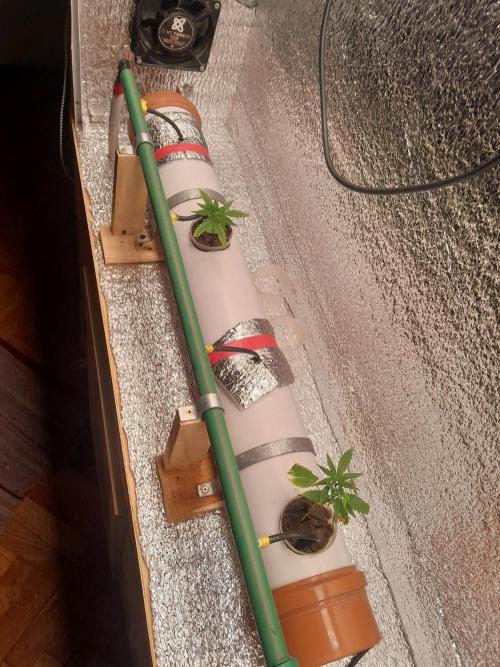 Batekú micro grow. Week 1 - Día 01