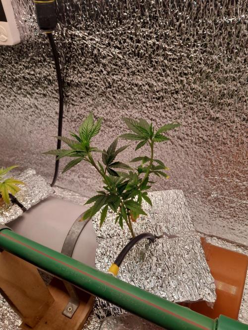 Batekú micro grow. Week 2