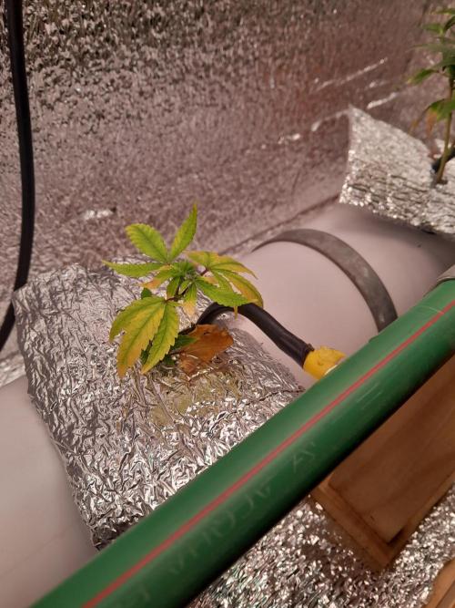 Batekú micro grow. Week 2