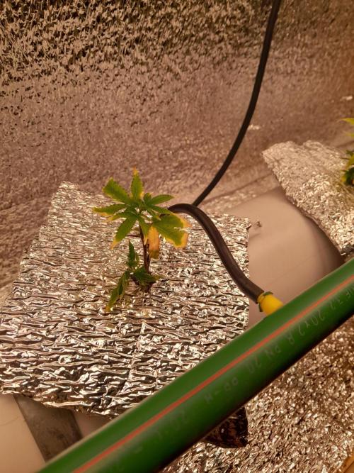 Batekú micro grow. Week 2