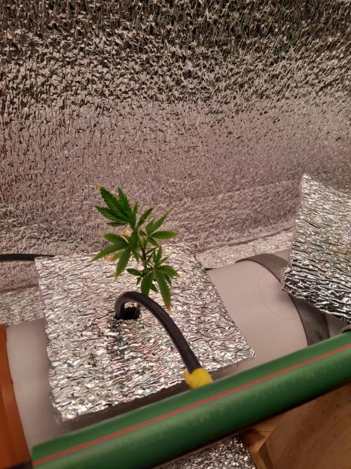 Batekú micro grow. Week 2