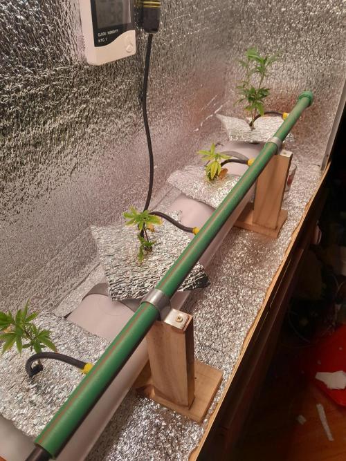 Batekú micro grow. Week 2