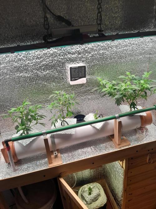 Batekú micro grow. Week 3