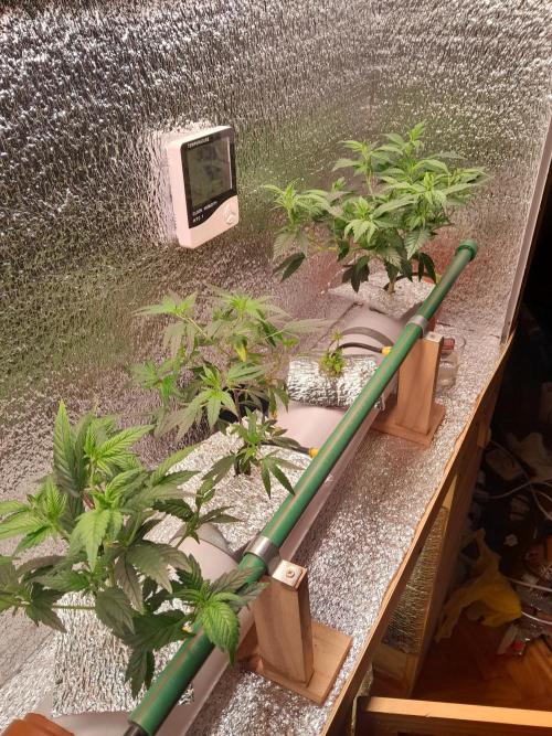 Batekú micro grow. Week 3