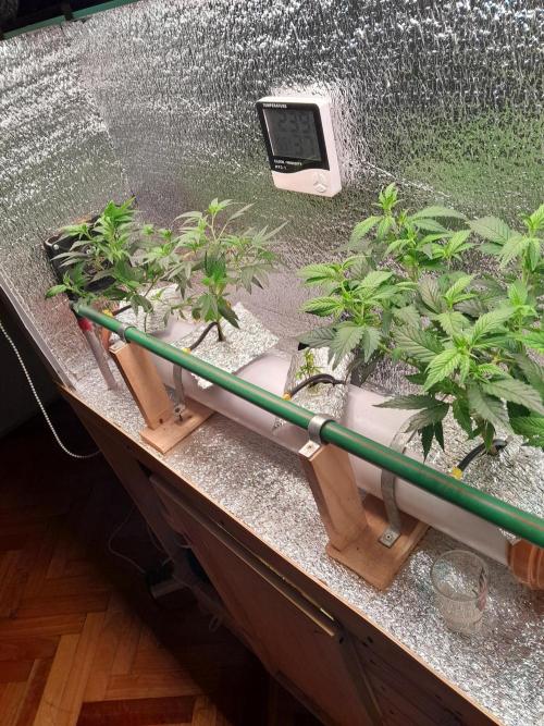 Batekú micro grow. Week 3