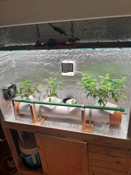 Batekú micro grow. Week 3