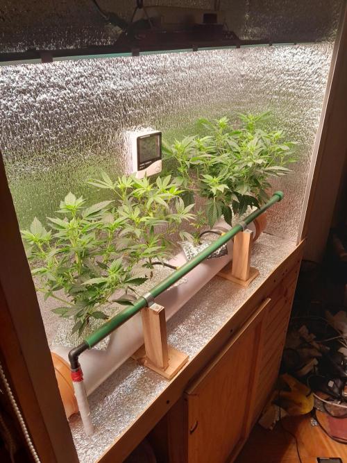 Batekú micro grow. Week 4