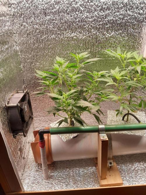 Batekú micro grow. Week 4