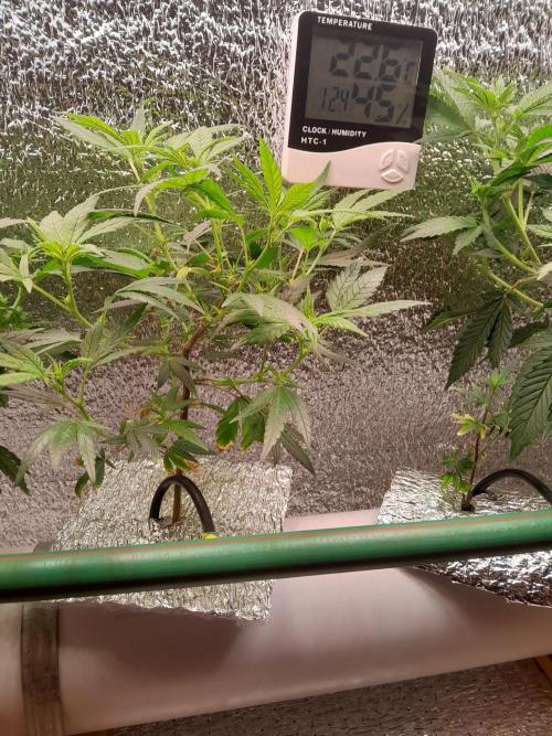 Batekú micro grow. Week 4