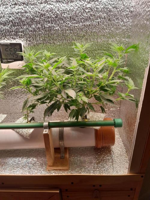Batekú micro grow. Week 4