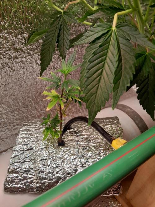 Batekú micro grow. Week 4