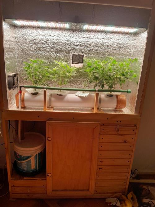 Batekú micro grow. Week 4