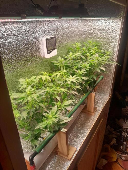 Batekú micro grow. Week 5
