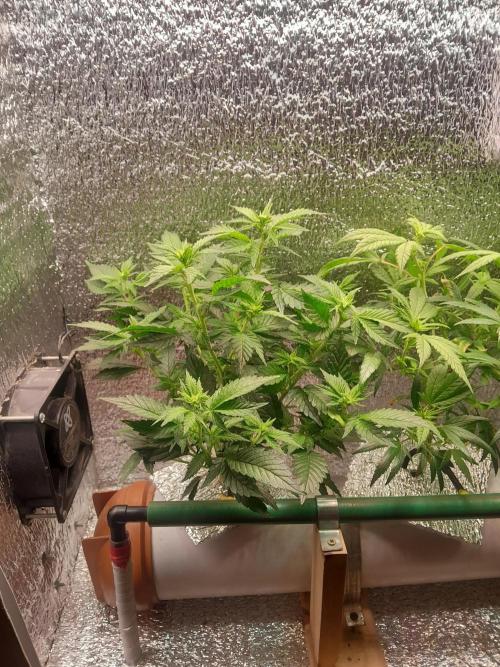 Batekú micro grow. Week 5