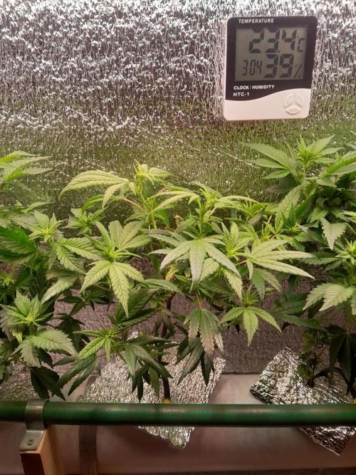 Batekú micro grow. Week 5