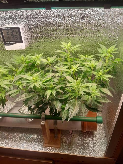 Batekú micro grow. Week 5