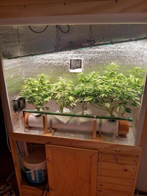 Batekú micro grow. Week 6