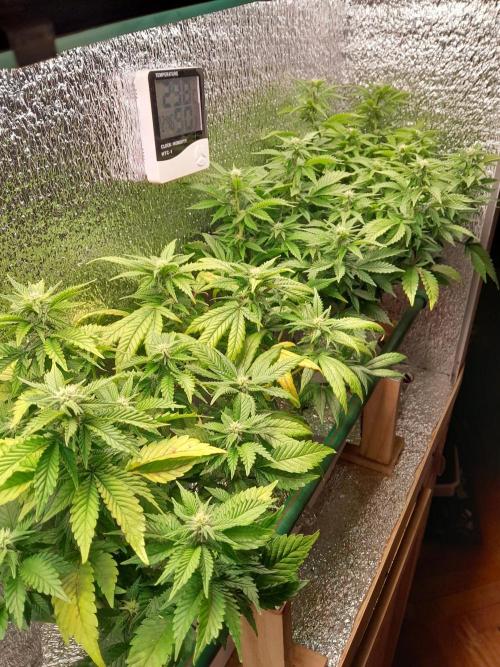 Batekú micro grow. Week 6