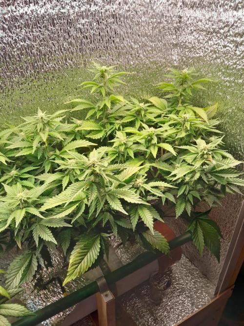 Batekú micro grow. Week 6