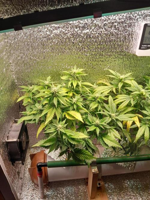 Batekú micro grow. Week 6