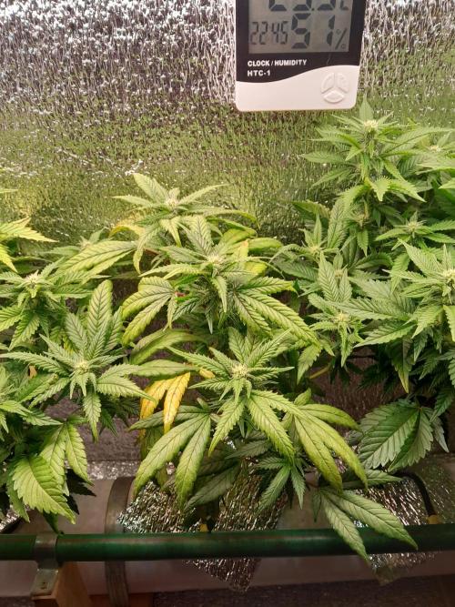 Batekú micro grow. Week 6