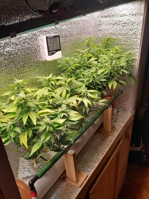 Batekú micro grow. Week 6