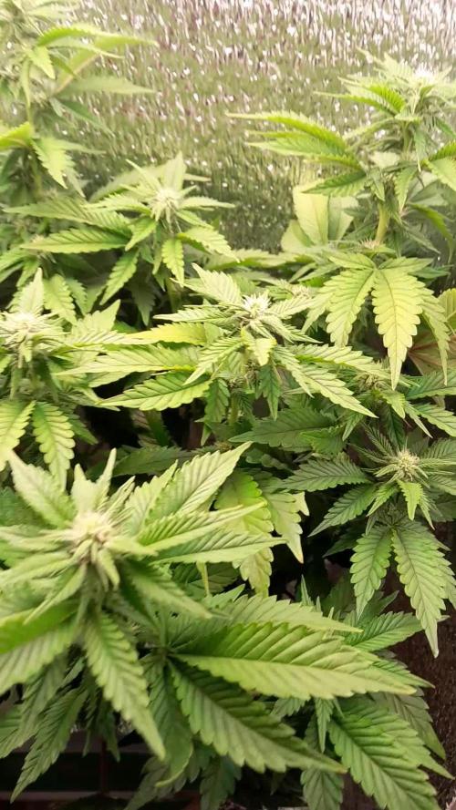 Batekú micro grow