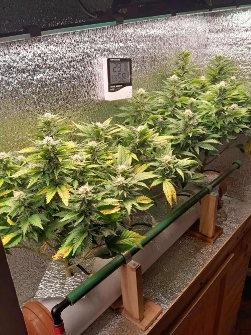 Batekú micro grow. Week 8