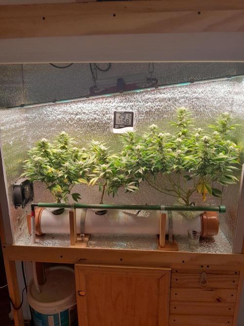 Batekú micro grow. Week 8