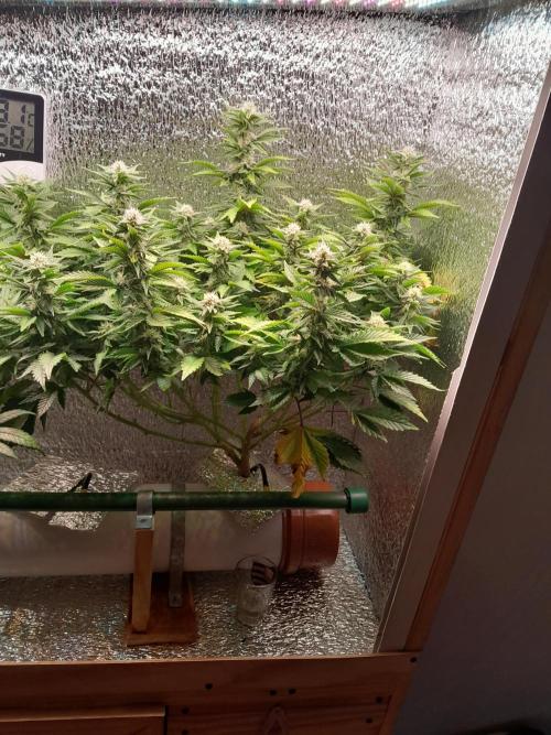 Batekú micro grow. Week 8