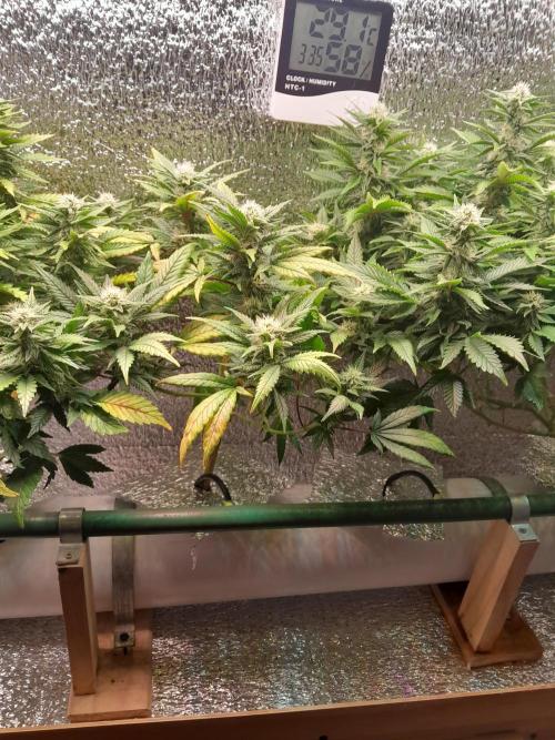 Batekú micro grow. Week 8