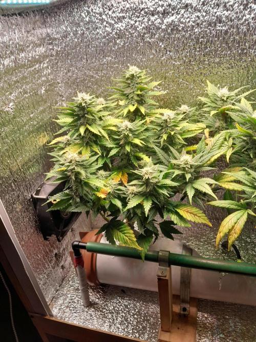 Batekú micro grow. Week 8