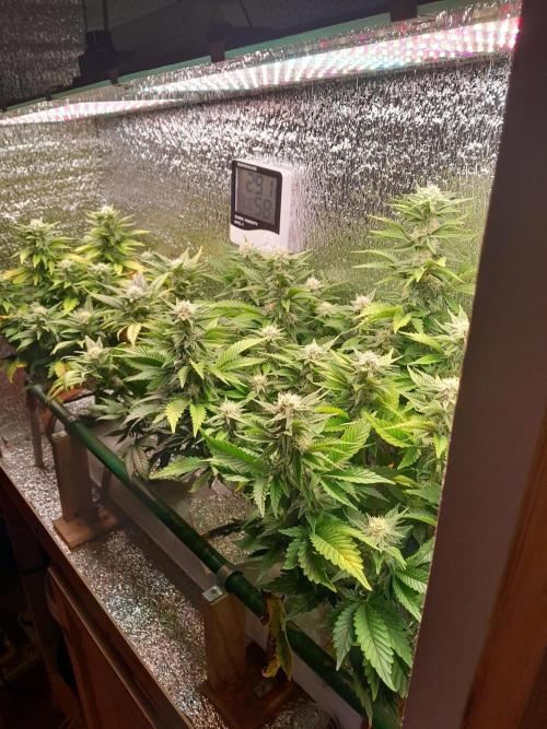 Batekú micro grow. Week 8