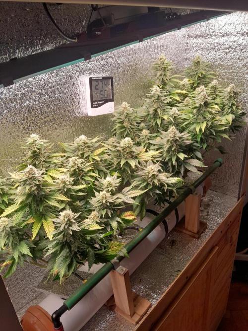 Batekú micro grow. Week 9