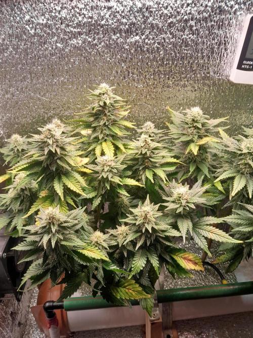 Batekú micro grow. Week 9
