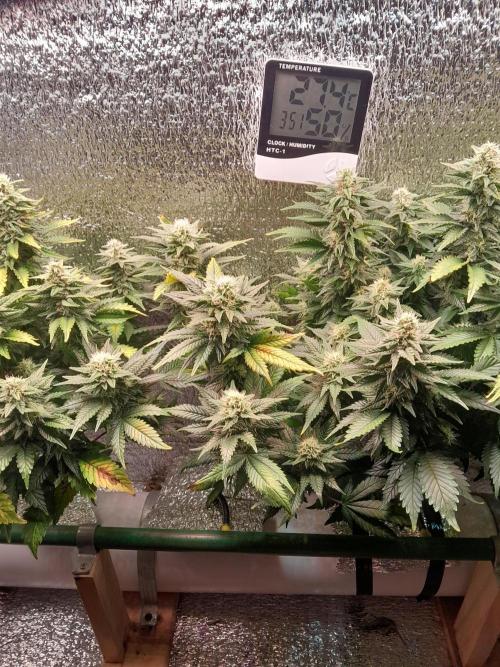 Batekú micro grow. Week 9