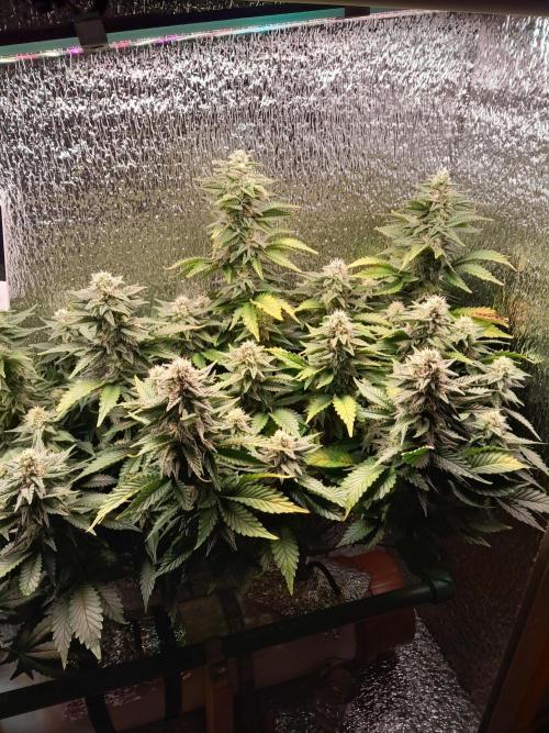 Batekú micro grow. Week 9