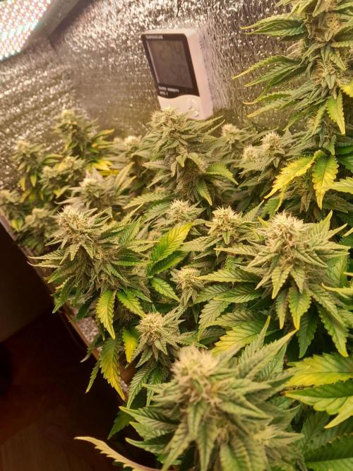 Batekú micro grow. Week 9
