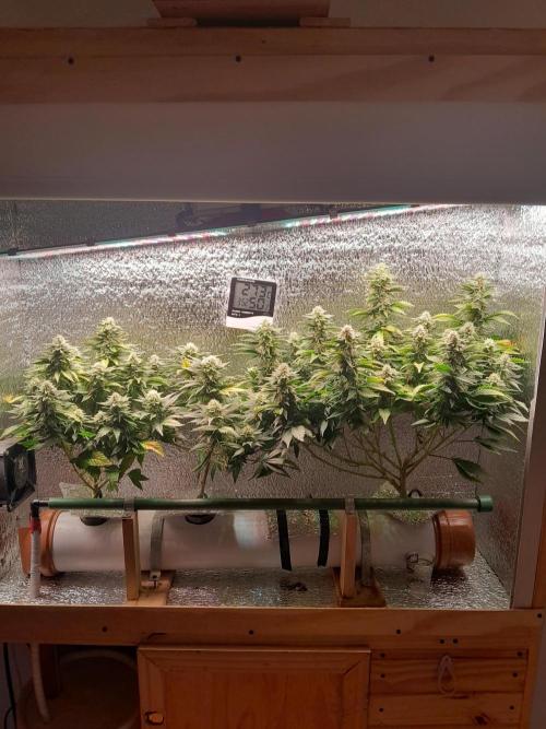 Batekú micro grow. Week 9